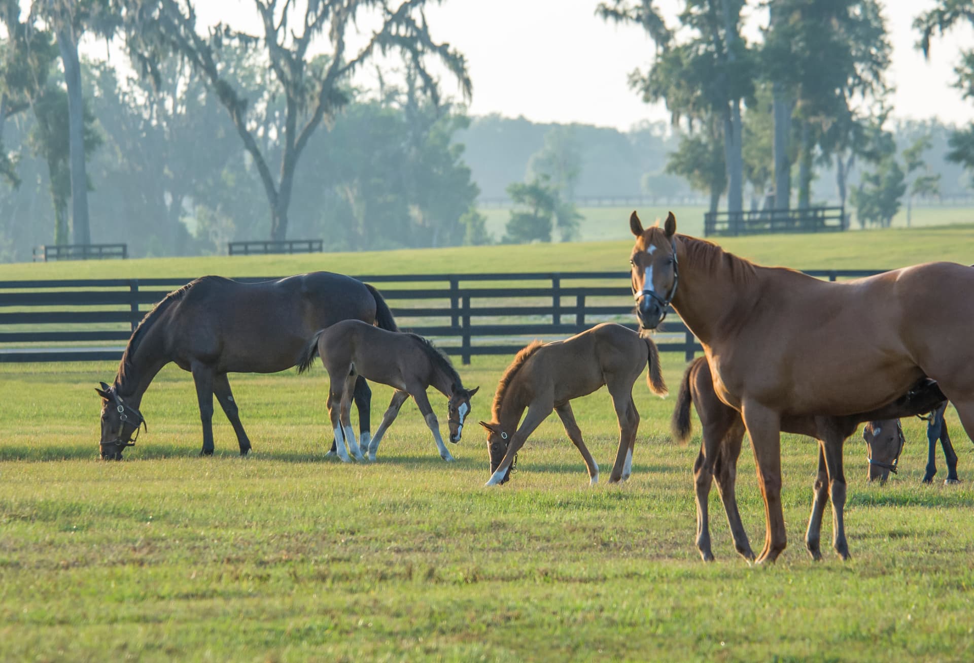Horses and foals grazing in a pasture in Ocala horse country, Florida